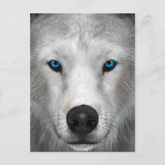 Poolwolf Briefkaart (Voorkant)