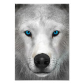 Poolwolf Foto Afdruk (Voorkant)