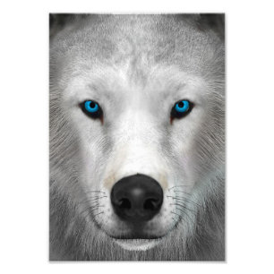 Poolwolf Foto Afdruk