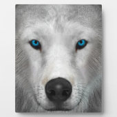 Poolwolf Fotoplaat (Voorkant)