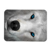 Poolwolf Magneet (Horizontaal)
