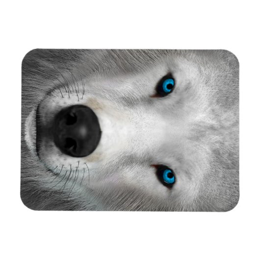 Poolwolf Magneet (Horizontaal)