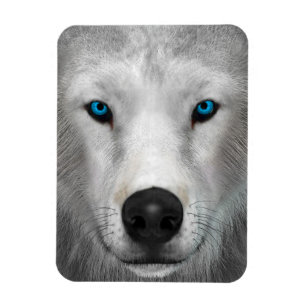 Poolwolf Magneet