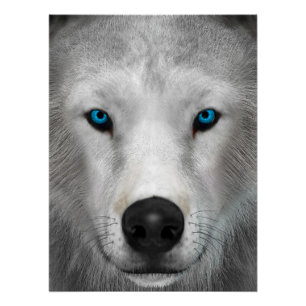 Poolwolf Perfect Poster