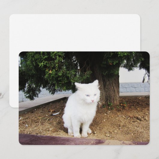 Pooping Cat Flat Holiday Kaart (Voorkant / Achterkant)