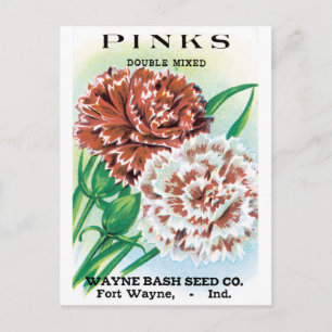 pootpastekunst, Pinks carnenbloemen Briefkaart