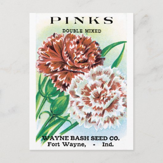 pootpastekunst, Pinks carnenbloemen Briefkaart (Voorkant)