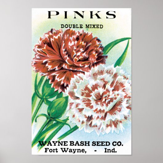 pootpastekunst, Pinks carnenbloemen Poster (Voorkant)