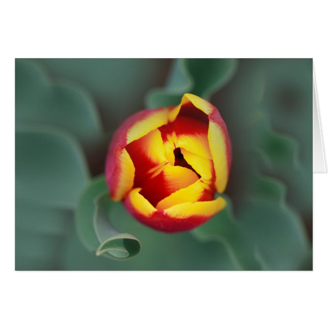 Pop (Voorkant Horizontaal)