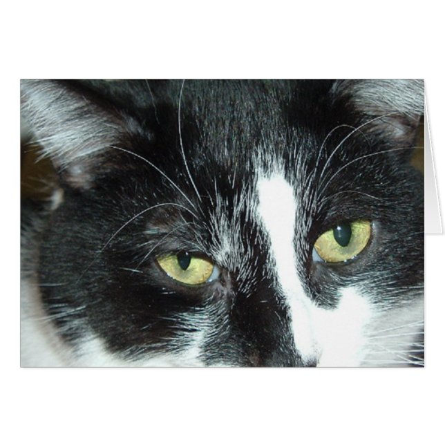 Pop Art Cat (Voorkant Horizontaal)