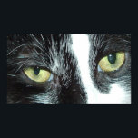Pop Art Cat Poster<br><div class="desc">Mooie zwarte en witte tuxedo-kat close-up</div>