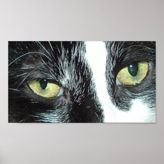 Pop Art Cat Poster (Voorkant)