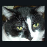 Pop Art Cat Poster<br><div class="desc">Mooie zwarte en witte tuxedo-kat close-up</div>