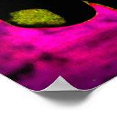 Pop Art Dachshund Doxie Sweet Face Soulful Eyes Poster (Hoek)