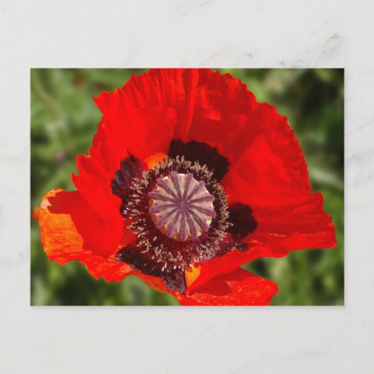 pop briefkaart (Voorkant)