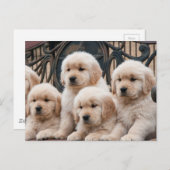 Pop omhoog! Puppies Briefkaart (Voorkant / Achterkant)