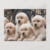 Pop omhoog! Puppies Briefkaart (Voorkant)