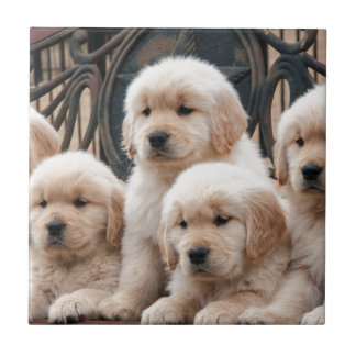 Pop omhoog! Puppies Tegeltje