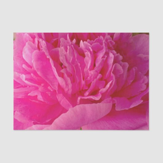 Pop VAN HET PAPIER Pink Peony-TISSUE WRAPPING (Voorkant)