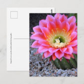 Pop van roze cactus briefkaart (Voorkant / Achterkant)