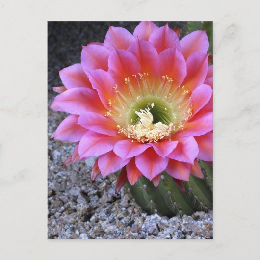 Pop van roze cactus briefkaart (Voorkant)
