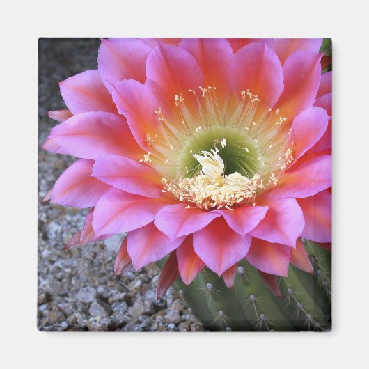 Pop van roze cactus magneet (Voorkant)