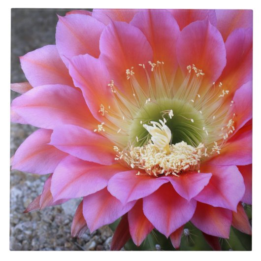 Pop van roze cactus tegeltje (Voorkant)