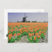 Popart Windmills Oranje Tulps Briefkaart (Voorkant / Achterkant)