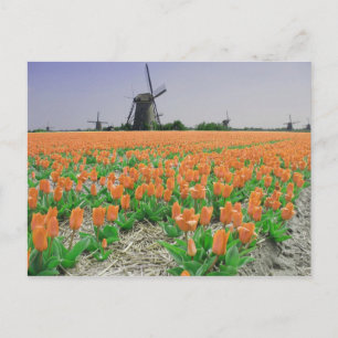 Popart Windmills Oranje Tulps Briefkaart