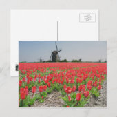 Popart Windmills Red Tulips Briefkaart (Voorkant / Achterkant)