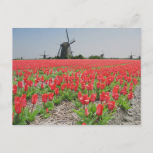 Popart Windmills Red Tulips Briefkaart