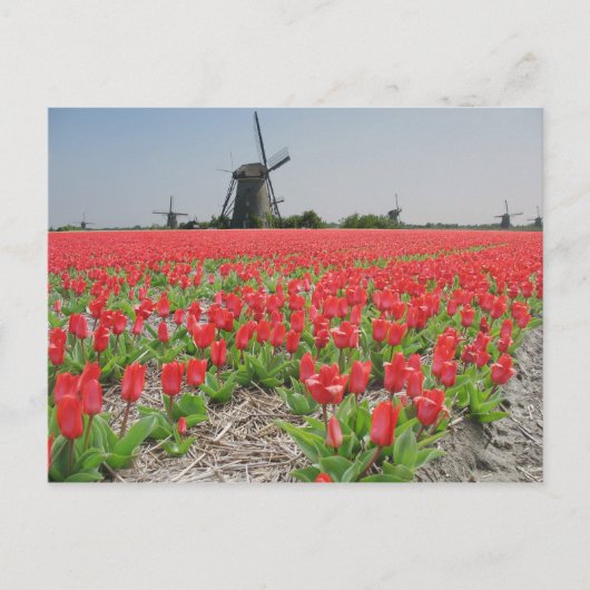 Popart Windmills Red Tulips Briefkaart (Voorkant)