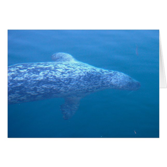 Popeye the Seal (Voorkant Horizontaal)