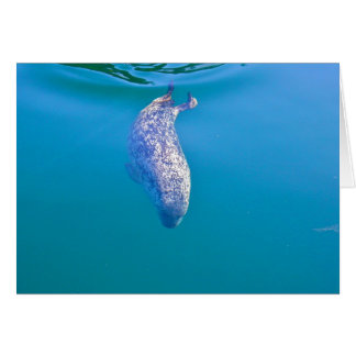 Popeye the Seal, vrijdaghaven, WA