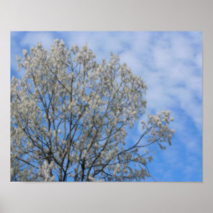 Poplaire boomsneeuw in juni Natuur Poster