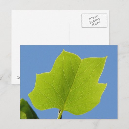 Poplar Tree Leaf Briefkaart (Voorkant / Achterkant)