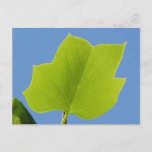 Poplar Tree Leaf Briefkaart