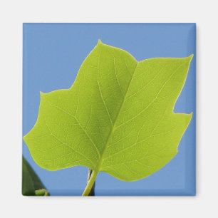 Poplar Tree Leaf Magneet