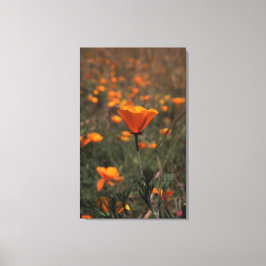 Poppen Canvas Afdruk