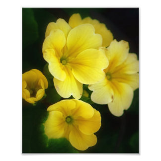 Poppen van Gele 8x10 Foto Afdruk