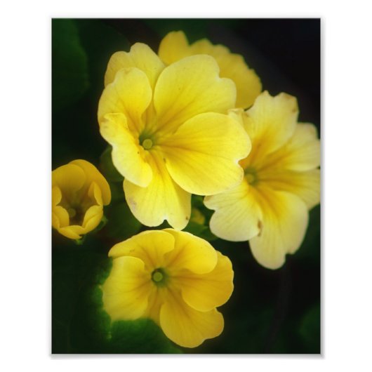 Poppen van Gele 8x10 Foto Afdruk (Voorkant)