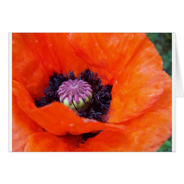 Poppie (Voorkant Horizontaal)