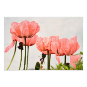 Poppie Afbeelding Foto Afdruk