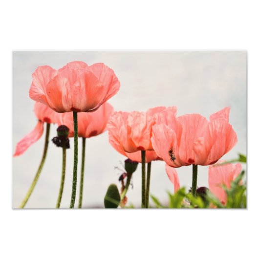 Poppie Afbeelding Foto Afdruk (Voorkant)