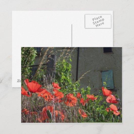 Poppie briefkaart (Voorkant / Achterkant)