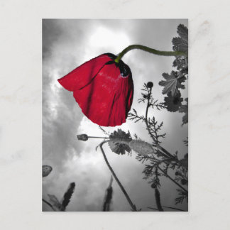 Poppie Briefkaart