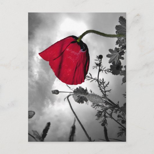 Poppie Briefkaart (Voorkant)