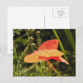 Poppie Briefkaart (Voorkant / Achterkant)