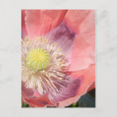 Poppie briefkaart (Voorkant)
