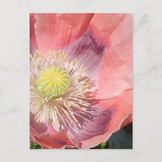 Poppie briefkaart (Voorkant)